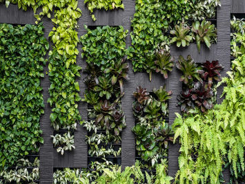 Real plants & Green wall